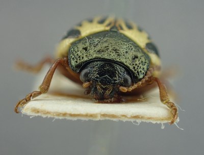 BE-RBINS-ENT Calligrapha_306 Calligrapha philadelphica Frontal.jpg