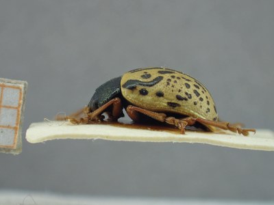 BE-RBINS-ENT Calligrapha_308 Calligrapha philadelphica  Lateral.jpg