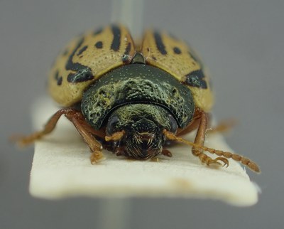 BE-RBINS-ENT Calligrapha_309 Calligrapha philadelphica Frontal.jpg