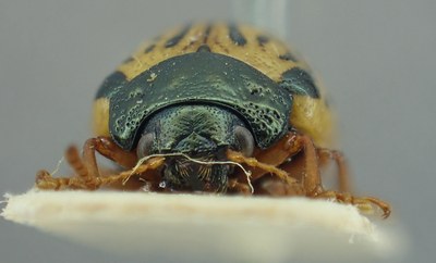 BE-RBINS-ENT Calligrapha_311 Calligrapha philadelphica Frontal.jpg