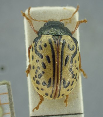 BE-RBINS-ENT Calligrapha_312 Calligrapha philadelphica Dorsal.jpg BE-RBINS-ENT Calligrapha_312 Calligrapha philadelphica Dorsal.jpg