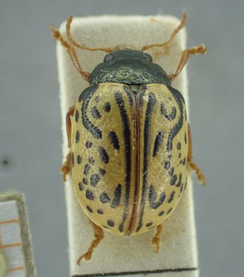 BE-RBINS-ENT Calligrapha_312 Calligrapha philadelphica Dorsal.jpg