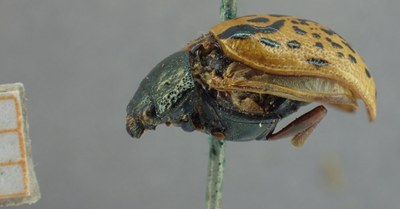 BE-RBINS-ENT Calligrapha_317 Calligrapha philadelphica  Lateral.jpg