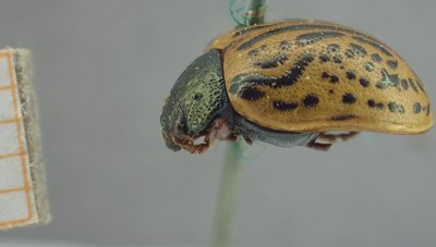 BE-RBINS-ENT Calligrapha_322 Calligrapha philadelphica  Lateral.jpg