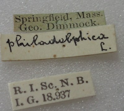 BE-RBINS-ENT Calligrapha_336 Calligrapha philadelphica Label.jpg