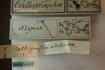 BE-RBINS-ENT Calligrapha_019 Calligrapha argus Label.jpg