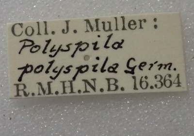 BE-RBINS-ENT Calligrapha_342 Calligrapha polyspila Label.jpg BE-RBINS-ENT Calligrapha_342 Calligrapha polyspila Label.jpg
