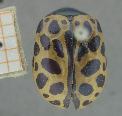 BE-RBINS-ENT Calligrapha_346 Calligrapha polyspila Dorsal.jpg BE-RBINS-ENT Calligrapha_346 Calligrapha polyspila Dorsal.jpg