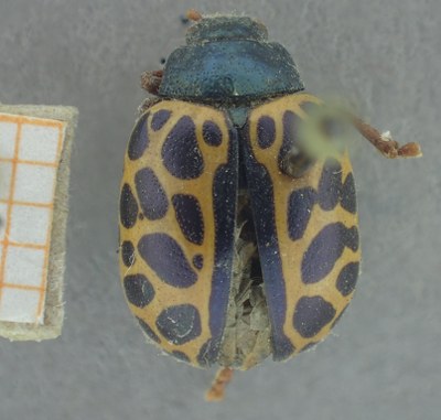BE-RBINS-ENT Calligrapha_353 Calligrapha polyspila Dorsal.jpg BE-RBINS-ENT Calligrapha_353 Calligrapha polyspila Dorsal.jpg