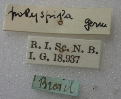 BE-RBINS-ENT Calligrapha_353 Calligrapha polyspila Label.jpg BE-RBINS-ENT Calligrapha_353 Calligrapha polyspila Label.jpg