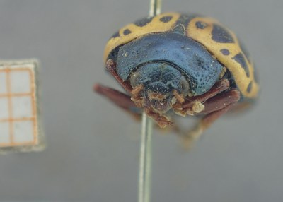 BE-RBINS-ENT Calligrapha_367 Calligrapha polyspila Frontal.jpg