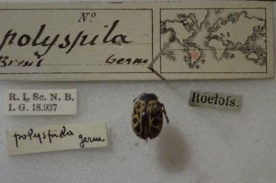 BE-RBINS-ENT Calligrapha_380 Calligrapha polyspila Label.jpg