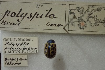 BE-RBINS-ENT Calligrapha_383 Calligrapha polyspila Label.jpg