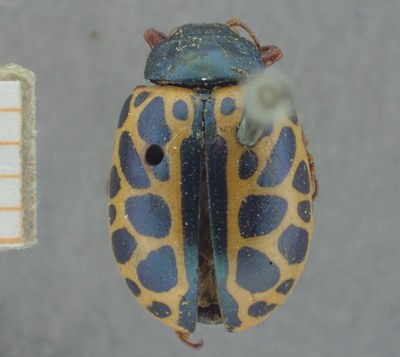 BE-RBINS-ENT Calligrapha_391 Calligrapha polyspila Dorsal.jpg BE-RBINS-ENT Calligrapha_391 Calligrapha polyspila Dorsal.jpg