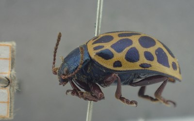 BE-RBINS-ENT Calligrapha_395 Calligrapha polyspila Lateral.jpg