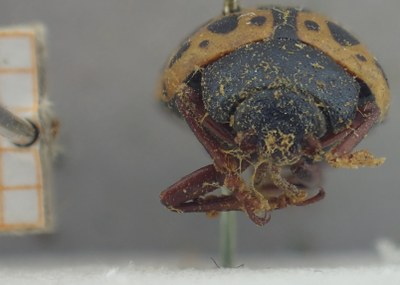 BE-RBINS-ENT Calligrapha_408 Calligrapha polyspila Frontal.jpg BE-RBINS-ENT Calligrapha_408 Calligrapha polyspila Frontal.jpg