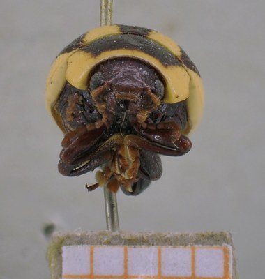 BE-RBINS-ENT Calligrapha_412 Calligrapha praecelsis Frontal.jpg BE-RBINS-ENT Calligrapha_412 Calligrapha praecelsis Frontal.jpg