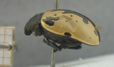 BE-RBINS-ENT Calligrapha_416 Calligrapha ramulifera Lateral.jpg