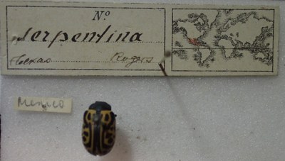 BE-RBINS-ENT Calligrapha_463 Calligrapha serpentina Label.jpg BE-RBINS-ENT Calligrapha_463 Calligrapha serpentina Label.jpg