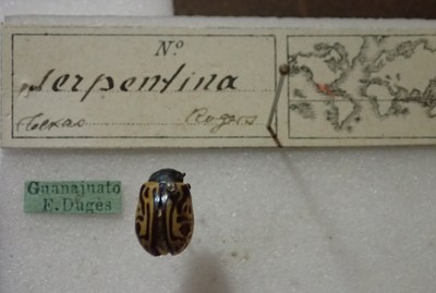 BE-RBINS-ENT Calligrapha_464 Calligrapha serpentina Label.jpg BE-RBINS-ENT Calligrapha_464 Calligrapha serpentina Label.jpg