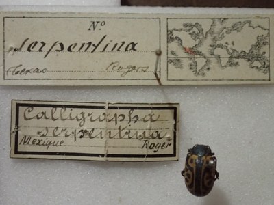BE-RBINS-ENT Calligrapha_465 Calligrapha serpentina Label.jpg BE-RBINS-ENT Calligrapha_465 Calligrapha serpentina Label.jpg