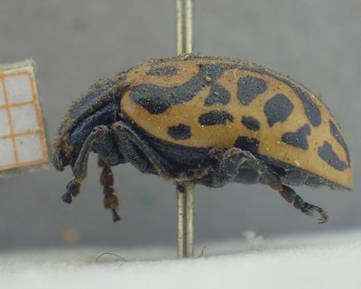 BE-RBINS-ENT Calligrapha_465 Calligrapha serpentina Lateral.jpg BE-RBINS-ENT Calligrapha_465 Calligrapha serpentina Lateral.jpg
