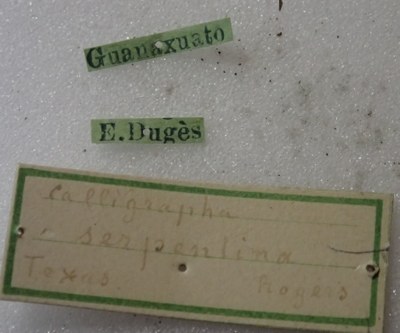 BE-RBINS-ENT Calligrapha_466 Calligrapha serpentina Label.jpg BE-RBINS-ENT Calligrapha_466 Calligrapha serpentina Label.jpg