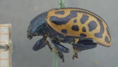 BE-RBINS-ENT Calligrapha_467 Calligrapha serpentina Lateral.jpg