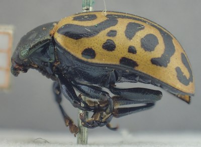 BE-RBINS-ENT Calligrapha_468 Calligrapha serpentina Lateral.jpg BE-RBINS-ENT Calligrapha_468 Calligrapha serpentina Lateral.jpg