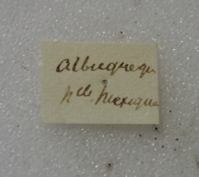 BE-RBINS-ENT Calligrapha_470 Calligrapha serpentina Label.jpg BE-RBINS-ENT Calligrapha_470 Calligrapha serpentina Label.jpg