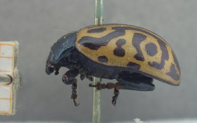 BE-RBINS-ENT Calligrapha_471 Calligrapha serpentina Lateral.jpg BE-RBINS-ENT Calligrapha_471 Calligrapha serpentina Lateral.jpg