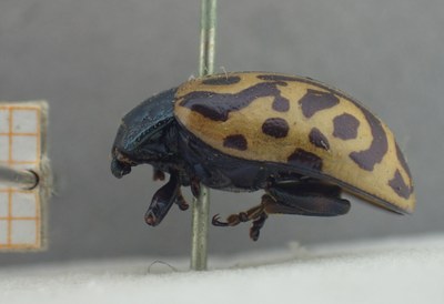 BE-RBINS-ENT Calligrapha_472 Calligrapha serpentina Lateral.jpg BE-RBINS-ENT Calligrapha_472 Calligrapha serpentina Lateral.jpg