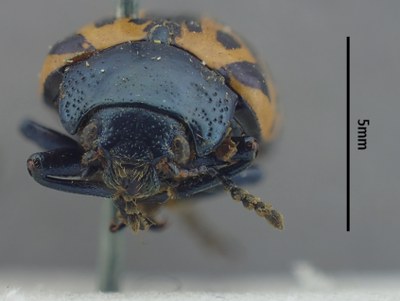 BE-RBINS-ENT Calligrapha_473 Calligrapha serpentina Frontal.jpg BE-RBINS-ENT Calligrapha_473 Calligrapha serpentina Frontal.jpg