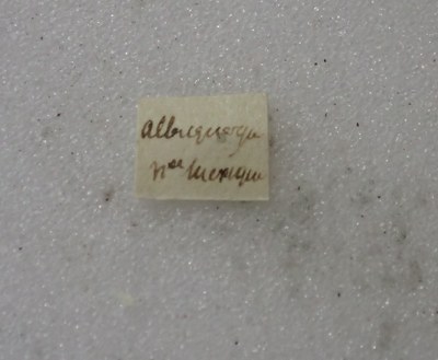 BE-RBINS-ENT Calligrapha_474 Calligrapha serpentina Label.jpg BE-RBINS-ENT Calligrapha_474 Calligrapha serpentina Label.jpg
