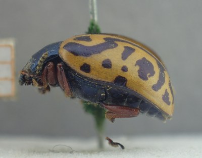 BE-RBINS-ENT Calligrapha_474 Calligrapha serpentina Lateral.jpg BE-RBINS-ENT Calligrapha_474 Calligrapha serpentina Lateral.jpg