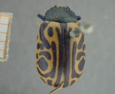 BE-RBINS-ENT Calligrapha_475 Calligrapha serpentina Dorsal.jpg BE-RBINS-ENT Calligrapha_475 Calligrapha serpentina Dorsal.jpg