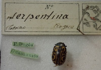 BE-RBINS-ENT Calligrapha_475 Calligrapha serpentina Label.jpg BE-RBINS-ENT Calligrapha_475 Calligrapha serpentina Label.jpg