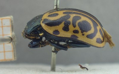 BE-RBINS-ENT Calligrapha_475 Calligrapha serpentina Lateral.jpg BE-RBINS-ENT Calligrapha_475 Calligrapha serpentina Lateral.jpg