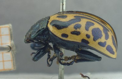 BE-RBINS-ENT Calligrapha_476 Calligrapha serpentina Lateral.jpg BE-RBINS-ENT Calligrapha_476 Calligrapha serpentina Lateral.jpg
