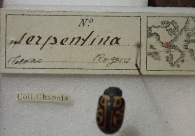 BE-RBINS-ENT Calligrapha_478 Calligrapha serpentina Label.jpg BE-RBINS-ENT Calligrapha_478 Calligrapha serpentina Label.jpg