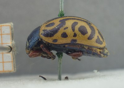 BE-RBINS-ENT Calligrapha_479 Calligrapha serpentina Lateral.jpg BE-RBINS-ENT Calligrapha_479 Calligrapha serpentina Lateral.jpg