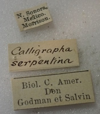 BE-RBINS-ENT Calligrapha_480 Calligrapha serpentina Label.jpg BE-RBINS-ENT Calligrapha_480 Calligrapha serpentina Label.jpg