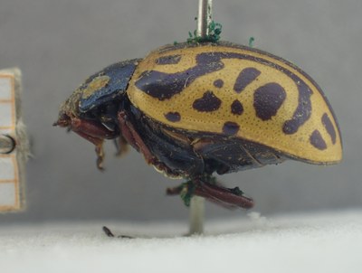BE-RBINS-ENT Calligrapha_480 Calligrapha serpentina Lateral.jpg BE-RBINS-ENT Calligrapha_480 Calligrapha serpentina Lateral.jpg