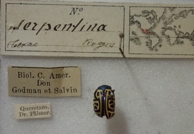 BE-RBINS-ENT Calligrapha_481 Calligrapha serpentina Label.jpg