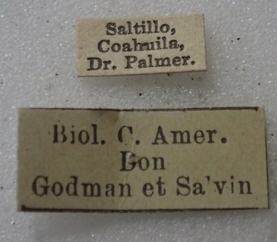 BE-RBINS-ENT Calligrapha_482 Calligrapha serpentina Label.jpg BE-RBINS-ENT Calligrapha_482 Calligrapha serpentina Label.jpg