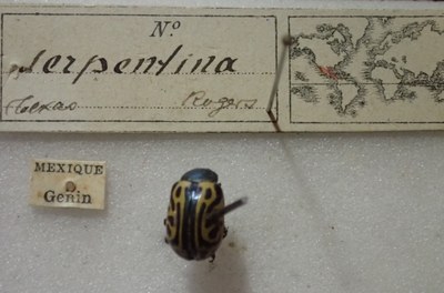 BE-RBINS-ENT Calligrapha_483 Calligrapha serpentina Label.jpg BE-RBINS-ENT Calligrapha_483 Calligrapha serpentina Label.jpg