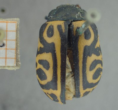 BE-RBINS-ENT Calligrapha_484 Calligrapha serpentina Dorsal.jpg BE-RBINS-ENT Calligrapha_484 Calligrapha serpentina Dorsal.jpg