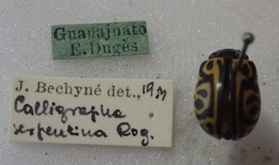 BE-RBINS-ENT Calligrapha_484 Calligrapha serpentina Label.jpg BE-RBINS-ENT Calligrapha_484 Calligrapha serpentina Label.jpg