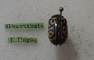 BE-RBINS-ENT Calligrapha_485 Calligrapha serpentina Label.jpg BE-RBINS-ENT Calligrapha_485 Calligrapha serpentina Label.jpg