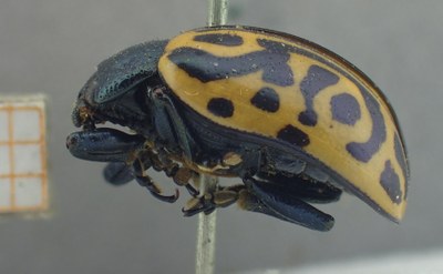 BE-RBINS-ENT Calligrapha_485 Calligrapha serpentina Lateral.jpg BE-RBINS-ENT Calligrapha_485 Calligrapha serpentina Lateral.jpg